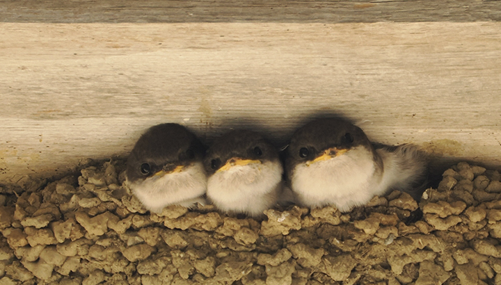Les oiseaux du bâti